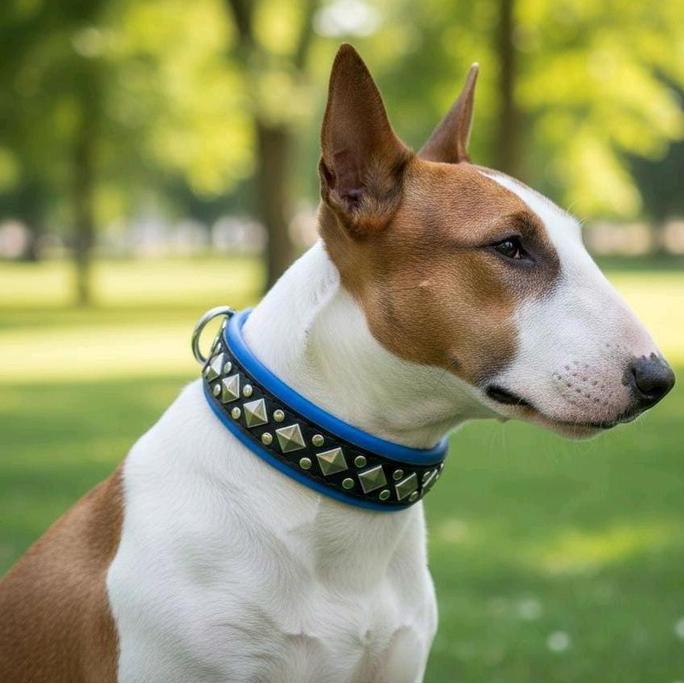 tokowatishop - kalung anjing kampung,kalung anjing selayang,model baru ukuran 2,5 jari