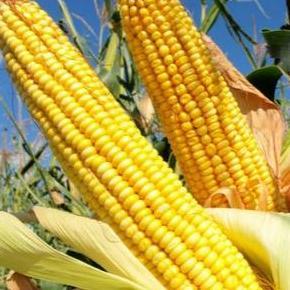 PROMO Benih Jagung NK 212 Syngenta 1 KG NK212