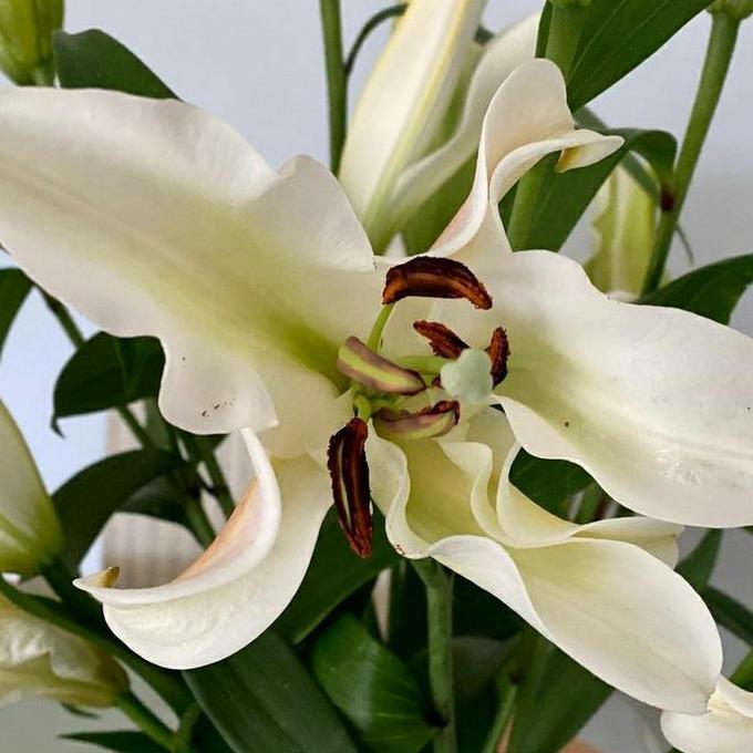 Flowandbe- Bunga Lily Casablanca / Bunga Lily Asli Fresh