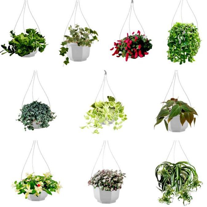 PROMO paket 10 tanaman gantung versi florist katusba