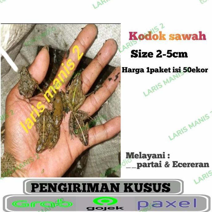 Catbull- Kodok Sawah Pakan Ikan-Kodok Pakan Ikan Isi 50Ekor