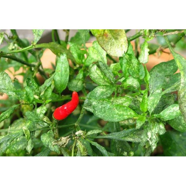 Bisa Cod Pupuk Organik Cabai Anti Virus Keriting Obat Daun Menguning Cabe Atasi Daun Kuning Dan Keri