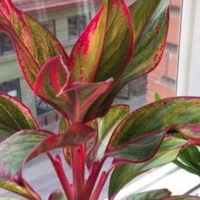 Indah- Tanaman Sri Rejeki Widuri Merah