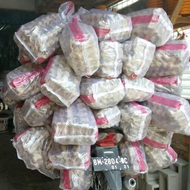 Jangkrik Ternak - Jangkrik Kalung - Jangkrik Karungan 1Kg