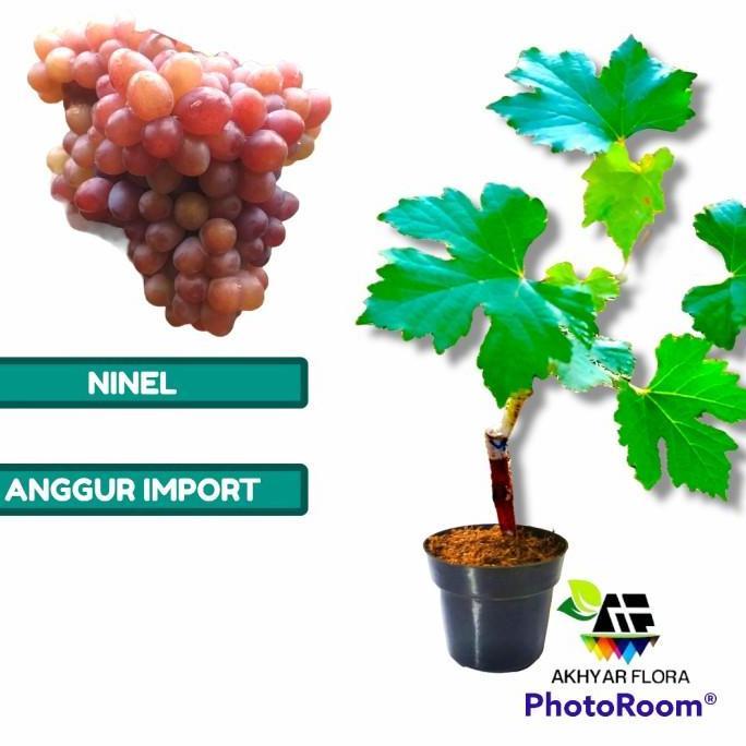 Bibit Anggur Ninel Grafting Bibit Tanaman Buah Anggur Import Ninel FLAS SALE
