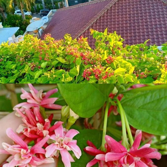 Indah- Tanaman Melati Belanda Tumpuk Bunga - Tanaman Merambat Melati Belanda