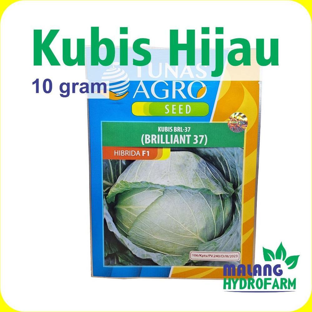 Benih Kubis Hijau Brilliant 37 10 Gram Tunas Agro  Hibrida F1 tahan akar gada dataran rendah menenga