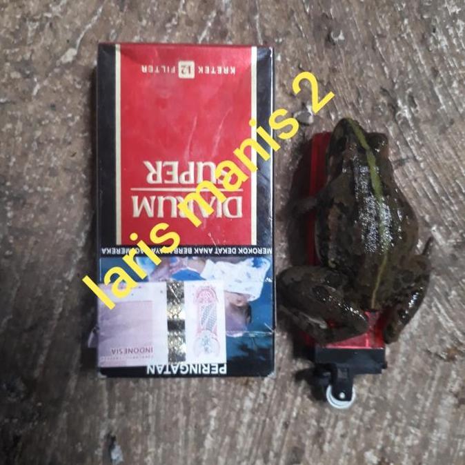 Frutexz- Kodok Beku-Katak Beku Fres Pakan Ikan Predator