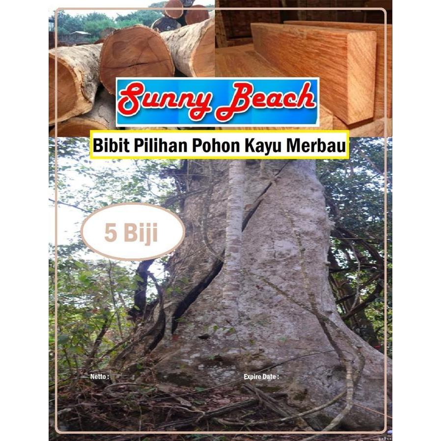 (Ready) Bibit Pilihan Pohon Kayu Merbau|Bibit Benih Pohon Kayu Merbau Bestseller