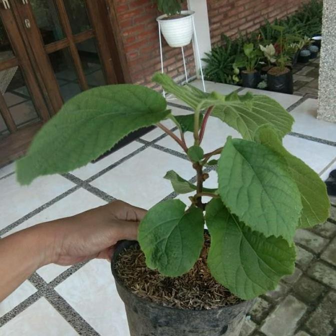 BIBIT TANAMAN BUAH KIWI GOLDEN-BIBIT KIWI JANTAN BETINA-KIWI GODEN FLAS SALE