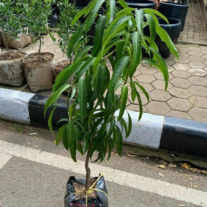 Bibit Tanaman Buah Mangga Miyazaki-Bibit Pohon Mangga Miyazaki Asli FLAS SALE