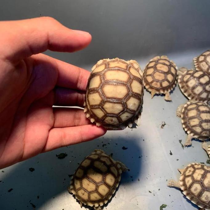 Terlaris Baby Sulcata / Sulcata Sz 5Cm-+