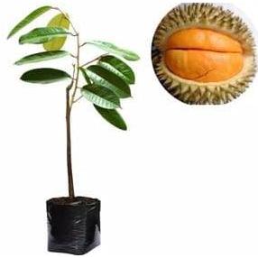Bibit Buah Durian Simas SP Unggul HALAL