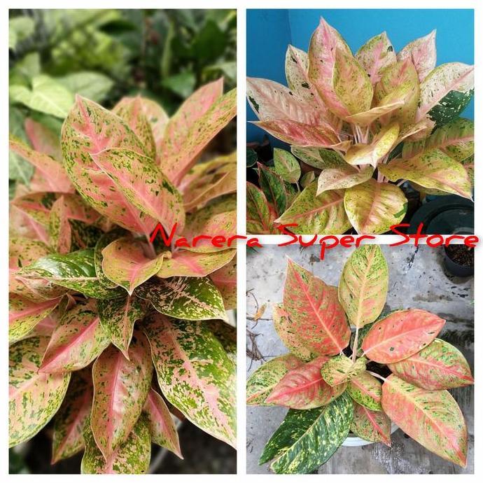 Aglonema Big Roy Aglaonema Dewasa Remaja Anakan Tanaman Hias Bunga