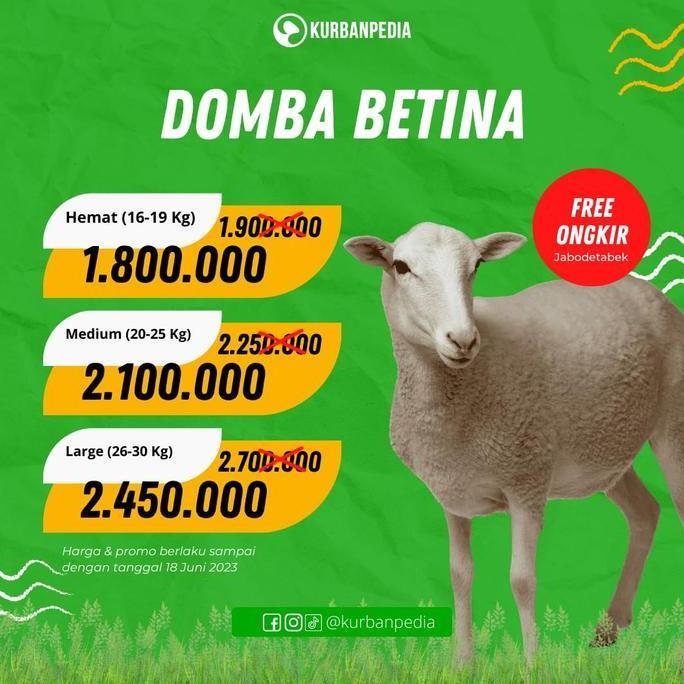 Terlaris Kambing / Domba Kurban Qurban Murah - Tipe Hemat Super