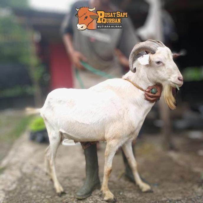 Terlaris Kambing Domba Qurban Murah Area Bogor Depok Jabodetabek