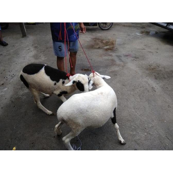 Terlaris Jual Kambing / Domba Hidup Untuk Dipotong