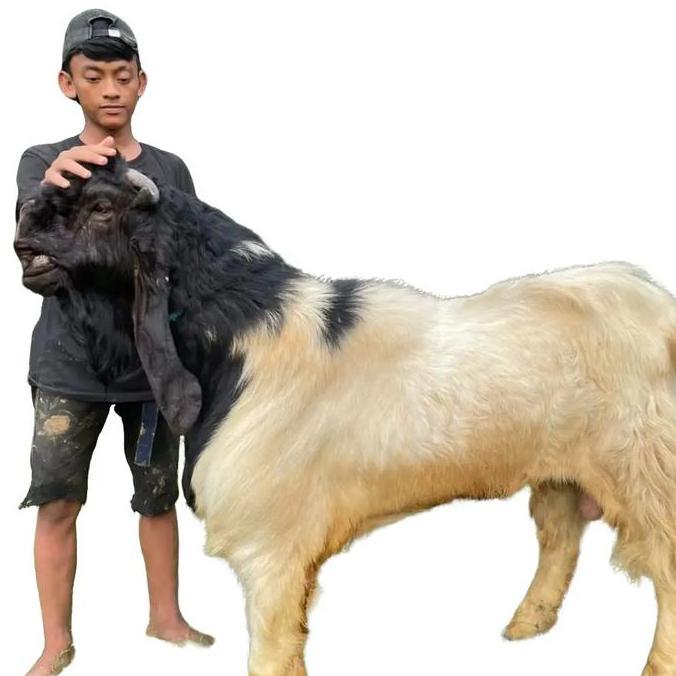 Terlaris Kambing Kurban Super Pe Tinggi 1 Meter