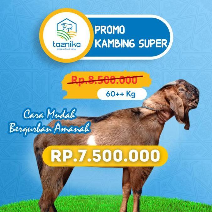 Terlaris Hewan Qurban Kambing Super 60Kg++