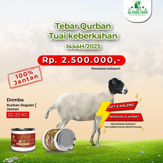 Terlaris Hewan Qurban Domba / Kambing Kurban Bobot -/+ 25 Kg Jantan