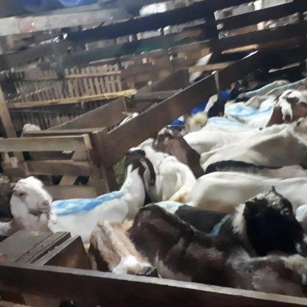 Terlaris Kambing Hidup / Karkas Kambing