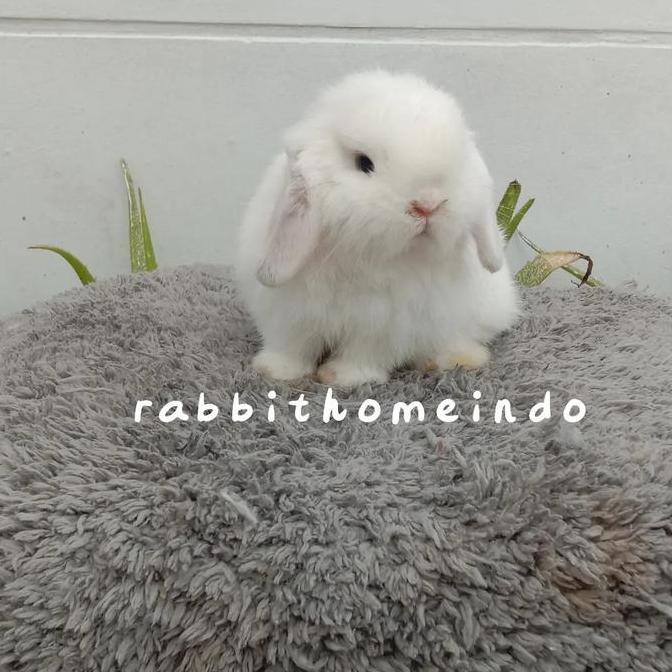 Terlaris Kelinci Holland Lop Anakan Cewe /Cowo 2 Bulan Sehat Makan Lancar Lucu