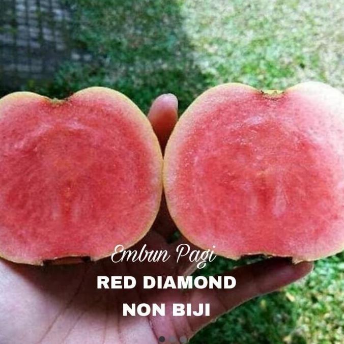 Bibit Pohon Buah Jambu Biji Red Diamond Tanpa Biji fres FLAS SALE