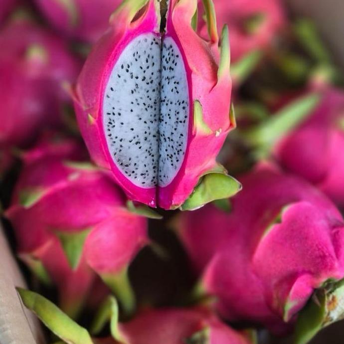 Frutiforti- Buah Naga Putih | Naga Putih - 1Kg