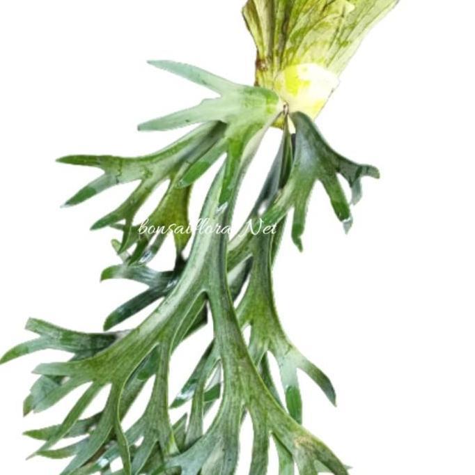 Allthebest- simbar tanduk rusa hias / simbar menjangan