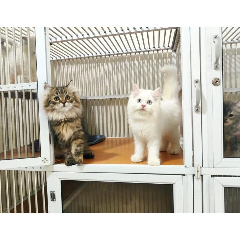 [SF] kucing persia Longhair himalaya dan white solid mata biru