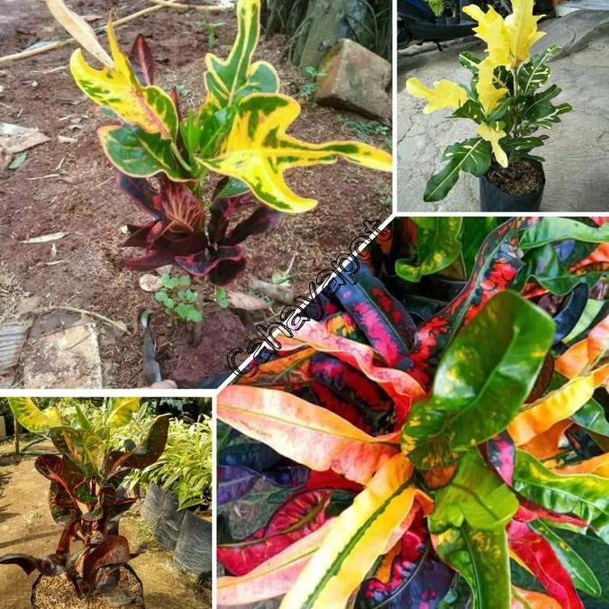 // 4 JENIS TANAMAN HIAS PURING - POHON KOLEKSI - POHON BUNGA PURING ''