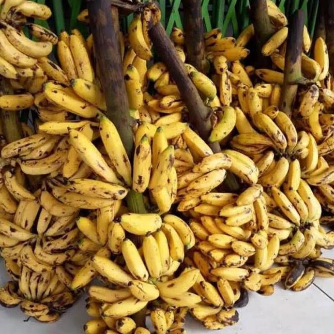 Belisekarang- Buah Pisang Uli 1 Tandan