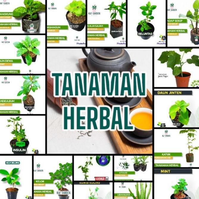 Paket tanaman apotik hidup. 8 tanaman  herbal. tanaman apotik hidup