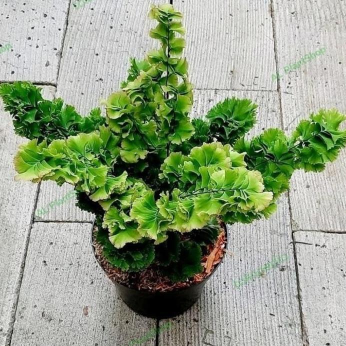 tanaman hias suplir tusuk sate - suplir