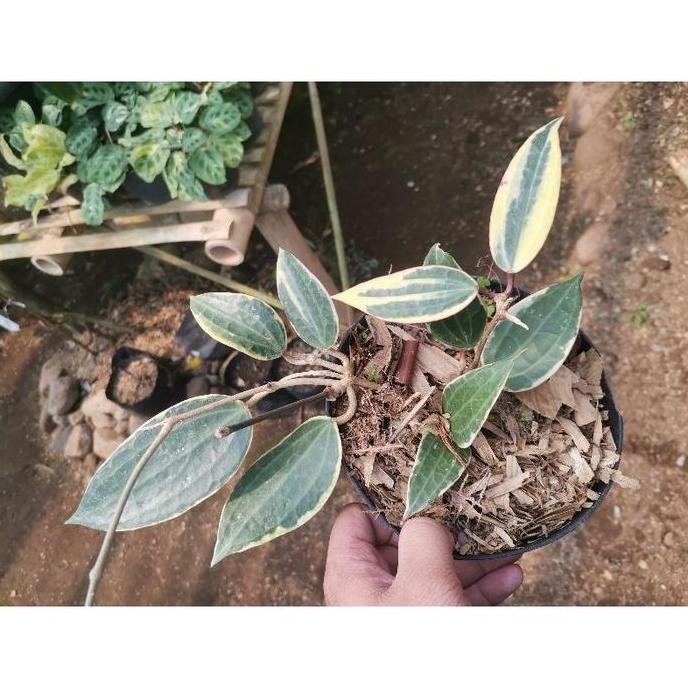 Hoya Macrophylla variegata / makropila varigata / hoya sirih var