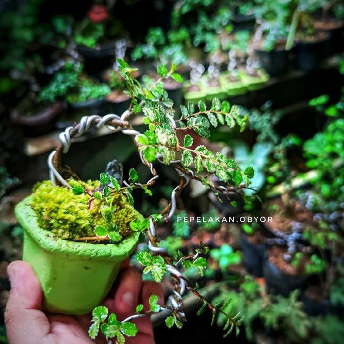 Bonsai Shito Ulmus Variegata Micro || PICT KARAKTER 001