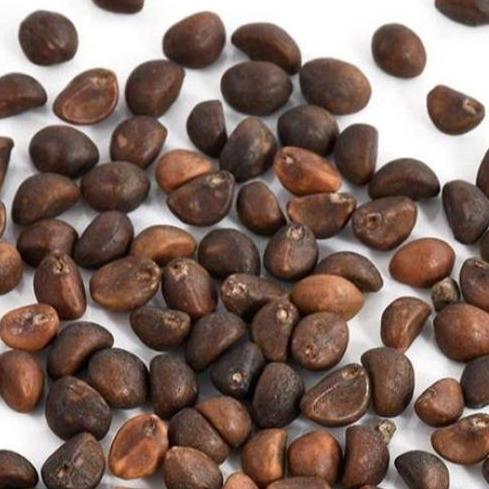 ( 1 Kg ) Benih Biji Kangkung Darat | Kangkung Cabut Curah | Microgreens