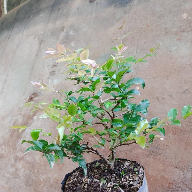 tanaman anggur brazil.kupa landak