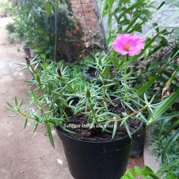 Tanaman Hias Bunga Krokot Gantung + Pot