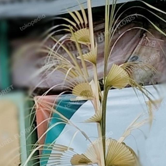 Ready janur nikahan kecil, janur tanda , janur kuning