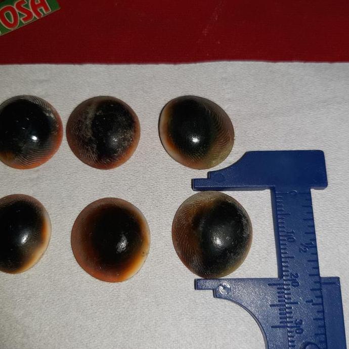 sepaket 10pcs keong buntet asli alam