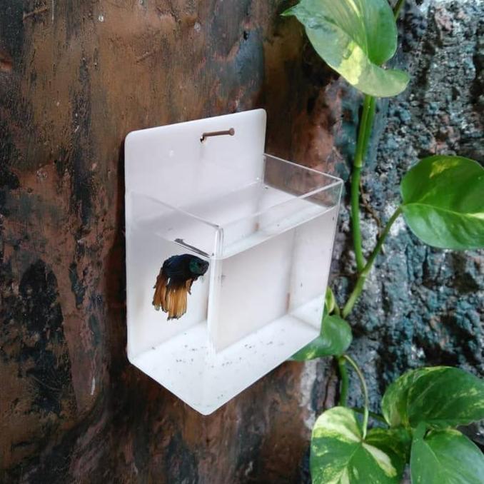 AQUARIUM MINI GANTUNG AKRILIC IKAN CUPANG