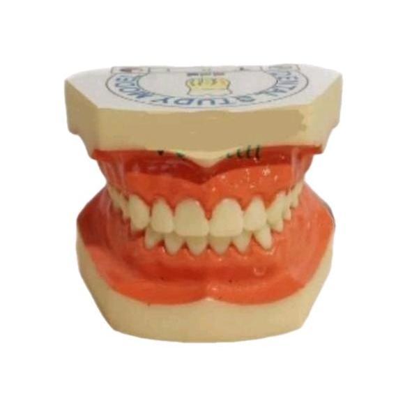 Dental Study Model Gigi Tidak bisa Dilepas Phantom Gigi Edukasi Mulut