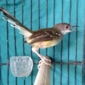 TERBARU burung ciblek semi gacor