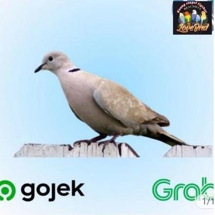 TERBARU burung puter pelung jantan gacor BISA GRAB