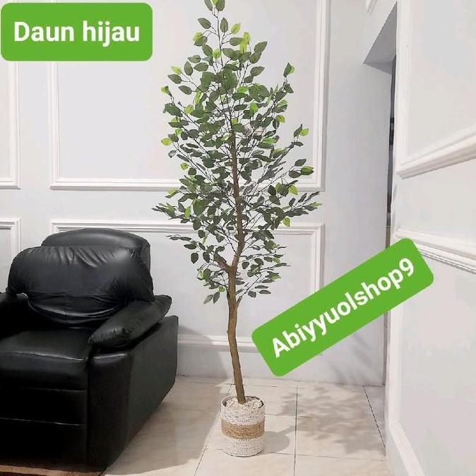Pohon Beringin Varigata Artificial Aesthetic Natural Design LATEX dengan Tinggi 170cm dalam Pot Plas
