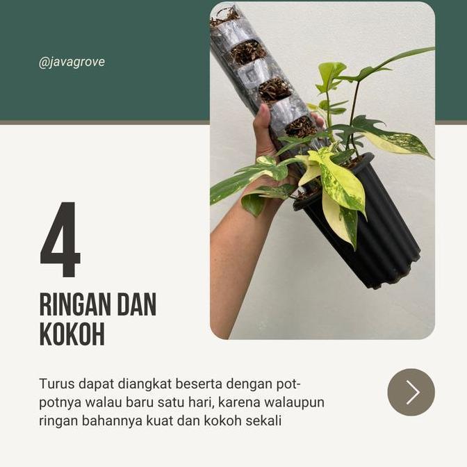 10 pcs TurusTetik / Turus Plastik Mika Bening Mica / Moss pole TURUS ESTETIK