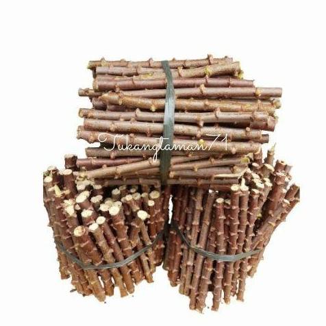 Bibit pohon Singkong mentega singkong kuning isi 100 batang plus bonus