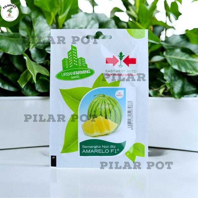 Benih Bibit Semangka Kuning Non Biji Amarelo F1 Cap Panah Merah - SEMANGKA AMARELO F1 EAST WEST SEED