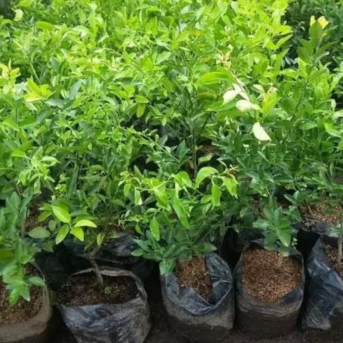 pohon jeruk sambal - pohon jeruk limau - jeruk limo